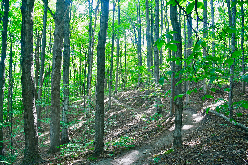 Arcadia Dunes Dry Hill Trail